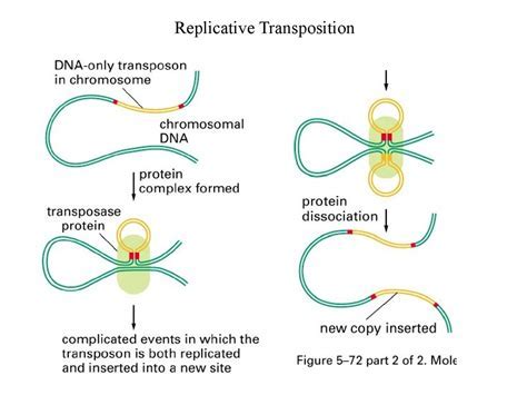 Mobile Genetic Elements MGE